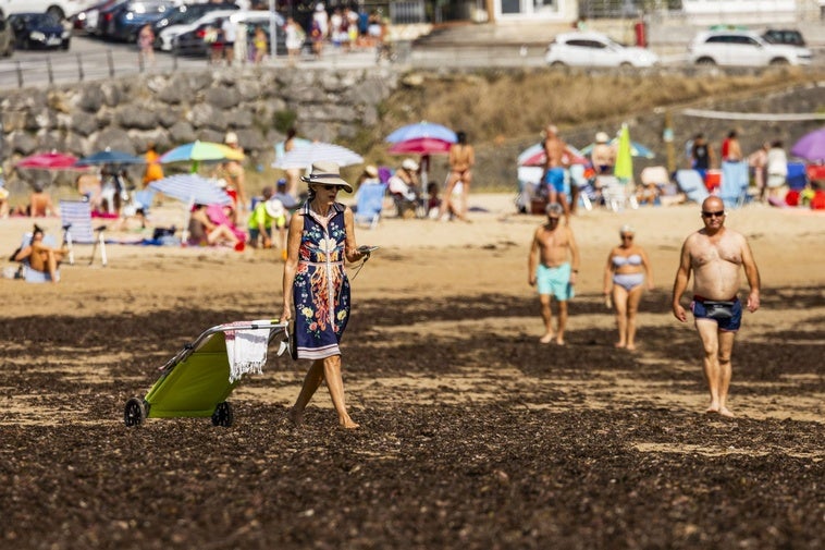 El alga asiática invasora deja 3.500 toneladas en las playas de Noja en seis días